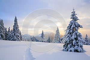 Winter landscape with fair trees, mountains and the lawn covered by snow with the foot path