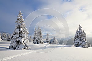 Winter landscape with fair trees, mountains and the lawn covered by snow with the foot path