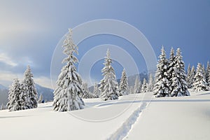 Winter landscape with fair trees, mountains and the lawn covered by snow with the foot path