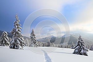 Winter landscape with fair trees, mountains and the lawn covered by snow with the foot path