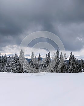 Winter landscape with fair trees under the snow against dark clouds. Scenery for the tourists. Christmas holidays