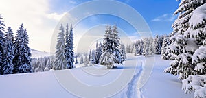 Winter landscape with fair trees under the snow. Scenery for the tourists. Christmas holidays.