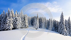 Winter landscape with fair trees under the snow. Scenery for the tourists. Christmas holidays.