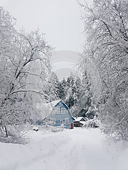 Winter landscape, Fairy forest in snow, Russia