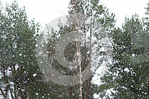 Winter landscape, falling snow. Photo taken from the bus window. Soft focus. cloudy day in December in Estonia.