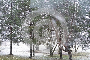 Winter landscape, falling snow. Photo taken from the bus window. Soft focus. cloudy day in December in Estonia.