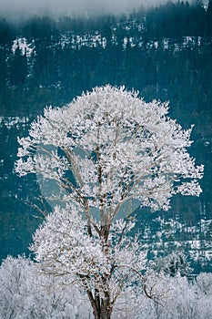 Winter landscape featuring a solitary snowy tree in the foreground