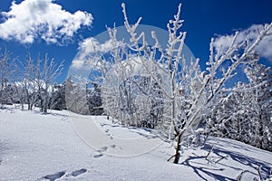 Winter landscape at the Fichtelberg Oberwiesenthal