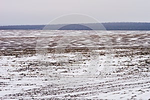 Winter landscape field and forest. Cloudy sky and soil covered with a thin layer of snow