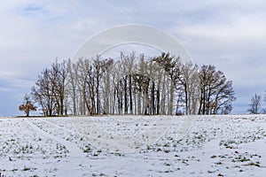 winter landscape - field and trees