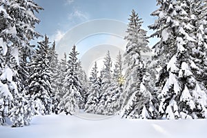 Winter landscape in fir tree forest covered snow and sun shines through snow covered spruce. Carpathian mountains