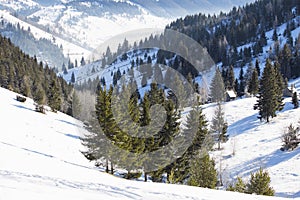 Winter landscape with fir tree forest and snowy meadows