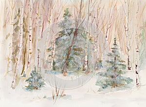 Winter landscape, fir trees in a birch grove