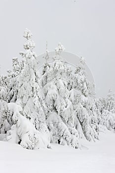 Winter landscape fir trees covered with snow