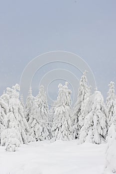 Winter landscape fir trees covered with snow