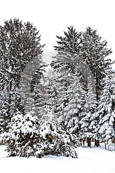 Winter landscape. Fir trees covered with snow