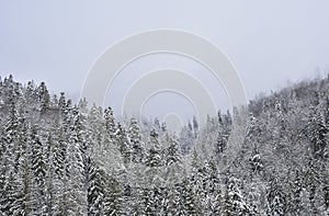 Winter landscape. Fir trees covered with snow on a snowy hill and white cloudy sky. Copy space