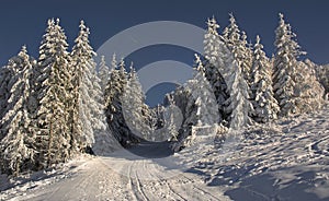 Winter landscape with fir trees forest covered by heavy snow in Postavaru mountain, Poiana Brasov resort