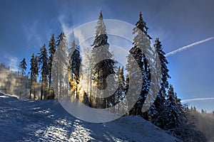 Winter landscape with fir trees forest covered by heavy snow in Postavaru mountain, Poiana Brasov resort,