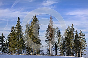 Winter landscape with fir trees forest covered by heavy snow in Postavaru mountain, Poiana Brasov resort,