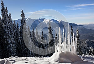 Winter landscape with fir trees forest covered by heavy snow in Postavaru mountain, Poiana Brasov resort,