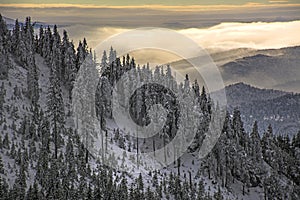 Winter landscape with fir trees forest covered by heavy snow in Postavaru mountain, Poiana Brasov resort,