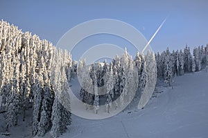 Winter landscape with fir trees forest covered by heavy snow in Postavaru mountain, Poiana Brasov resort,