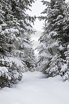 Winter landscape with fir trees and heavy snow