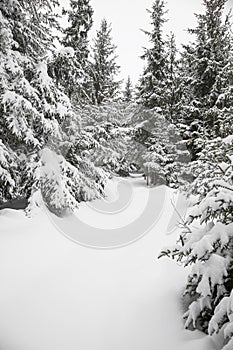 Winter landscape with fir trees and heavy snow