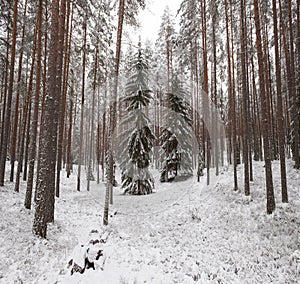 Winter landscape, fir trees in a pine snowy forest