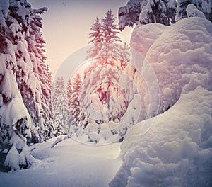 Winter landscape with fir-trees and snow.