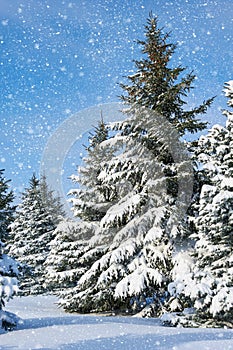 Winter landscape fir trees with snow