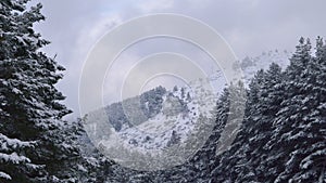 Winter landscape Fir Trees snow covered. Mountain background on winter season.