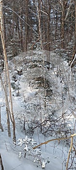 winter landscape, fir trees in the snow, winter season