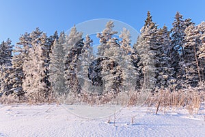 Winter landscape with fir trees in snowdrifts