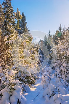Winter landscape with fir trees in snowdrifts