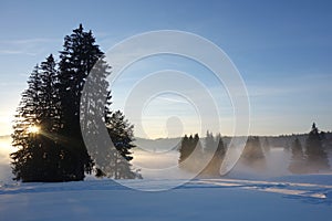 Winter landscape with fir trees at sunset