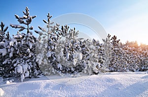 Winter landscape with firs. Composition of nature.