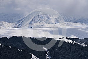 winter landscape fog among snow covered mountains canyon, spruce trees forest