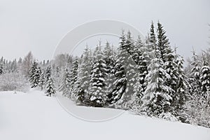 Winter landscape in foggy weather snow-covered spruces on a mountain slope.