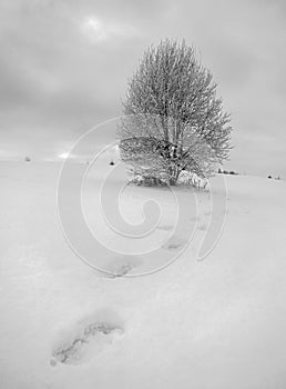 Winter landscape, foot print in the snow goes to alone tree