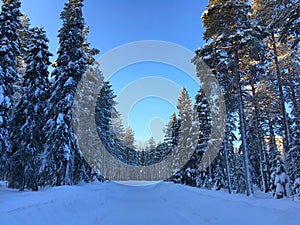 Winter landscape in the forest