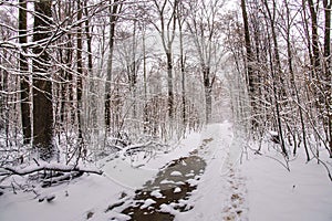 Winter landscape in the forest.A beautiful view.Snow is falling.White Christmas in Bucharest