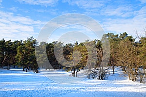 Winter landscape forest in the Netherlands