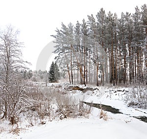 Winter landscape with forest and the river, panorama