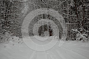 winter landscape forest Road seasons