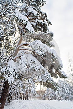 Winter landscape in the forest with skiway