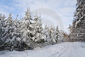 Winter landscape in the forest with skiway