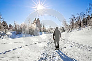 Winter landscape with forest, snow, blue sky and sun