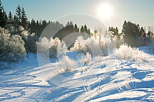 Winter landscape with forest, snow, blue sky and sun